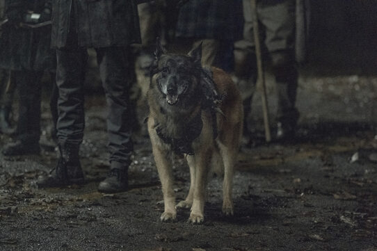 Dog Photo Credit: Josh Stringer/AMC