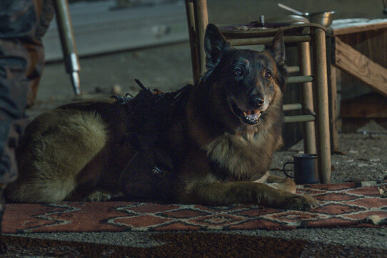 Dog Photo Credit: Josh Stringer/AMC